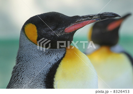 皇帝ペンギン 皇帝ペンギン 8326453