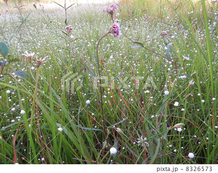 湿原の秋 8326573