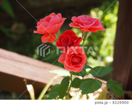 野ばら　アートフィルターなし i-Finish 8326900