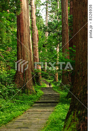 羽黒山　杉の巨木群と石段 8326936