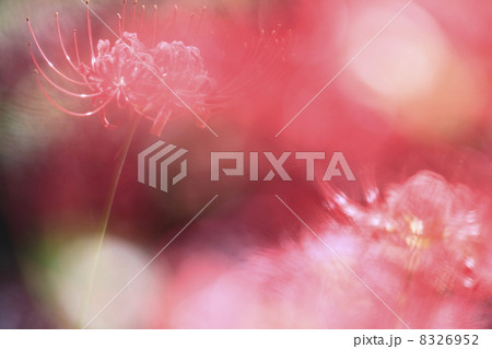 彼岸花 彼岸花 8326952