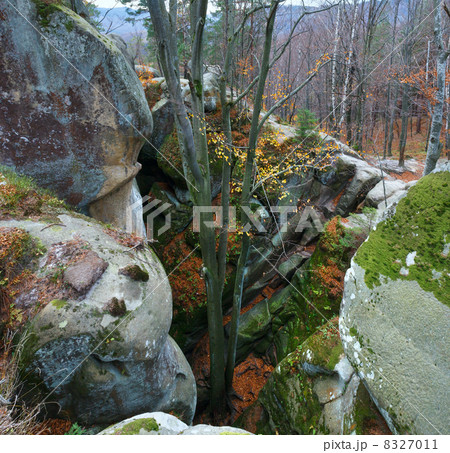lofty stones in forest 8327011