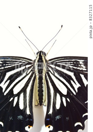 揚羽蝶の美しい羽根　白バック背景 8327115