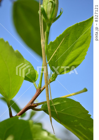 まだ６令幼虫！ 8327121