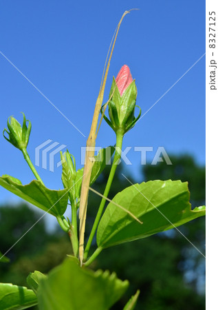 タイワントビナナフシの成虫! タイワントビナナフシの成虫! 8327125