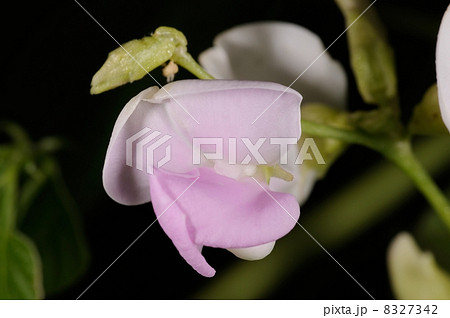 千石豆の花 千石豆の花 8327342