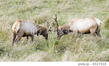 Tule Elk Sparring Tule Elk Sparring 8327428