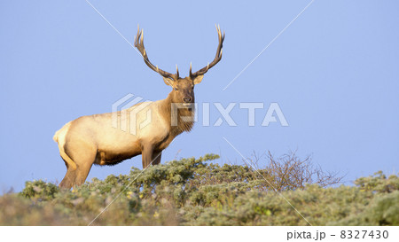 Tule Elk in Sunset light 8327430
