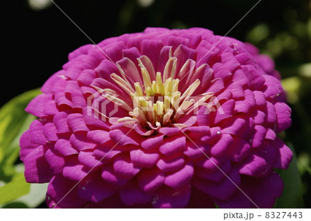 ヒャクニチソウ　 8327443