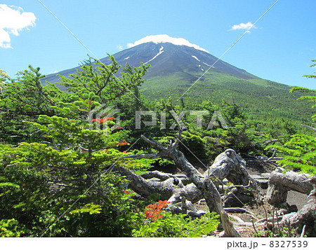 夏山 富士山 奥庭自然公園 夏山 富士山 奥庭自然公園 8327539