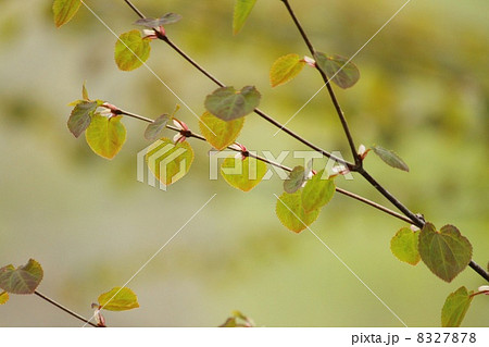 桂の木の新芽の写真素材 [8327878] - PIXTA