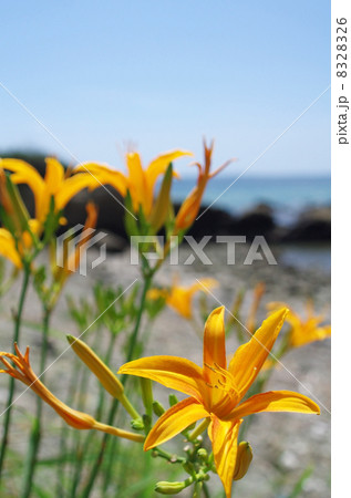 長者ヶ崎海岸のハマカンゾウ（浜萱草） 8328326