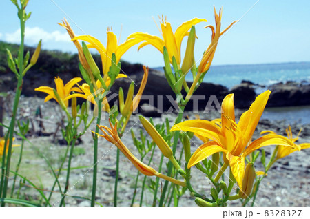 長者ヶ崎海岸のハマカンゾウ（浜萱草） 8328327