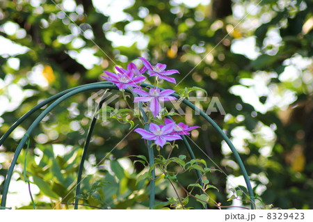 クレマチス クレマチス 8329423