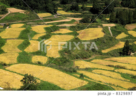 稲刈り前の棚田　 8329897