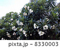 ハワイのプルメリア 8330003