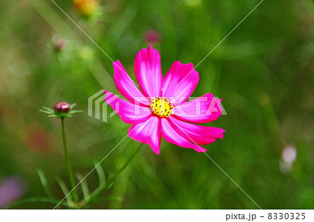 Cosmos Cosmos 8330325