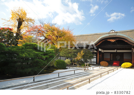 京都　東寺の秋 8330782