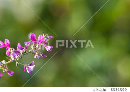 萩の花　花の写真素材 8331399