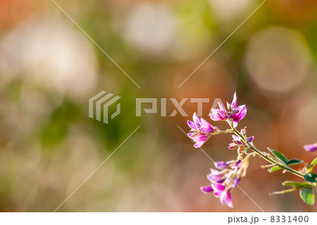 萩の花　花の写真素材 8331400