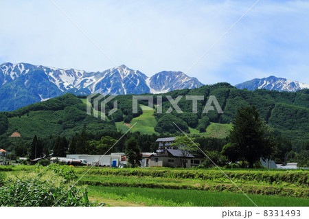 北アルプス　白馬連峰と八方尾根・五竜 8331493