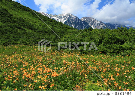 北アルプス　白馬連峰と八方尾根・五竜 8331494