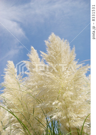 パンパスグラスの花穂 8331531