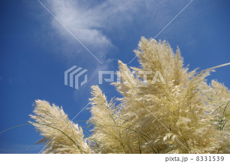 パンパスグラスの花穂 8331539