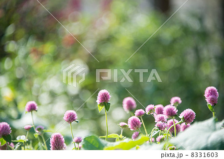 千日草　7360px花の写真素材 8331603