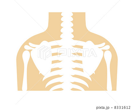 骨格 骨格 8331612