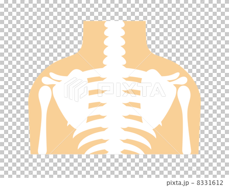 骨格 骨格 8331612
