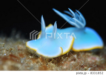 ウミウシ ウミウシ 8331852