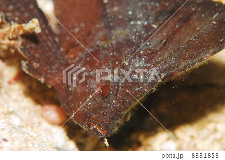 ツマジロオコゼ ツマジロオコゼ 8331853