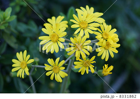 石蕗ツワブキ　結構かわいい花です。 8331862