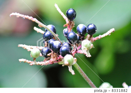ヤブミョウガの果実 ヤブミョウガの果実 8331882