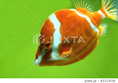 魚 魚 8332438