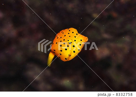 ミナミハコフゴの幼魚 8332758