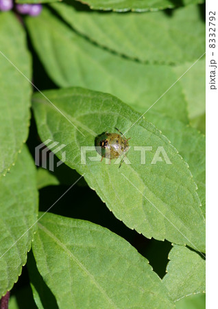 茶羽青亀虫 ５齢幼虫　だいぶ成虫に近くなってきました。　 8332792