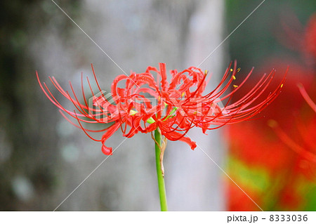 Lycoris radiata Lycoris radiata 8333036