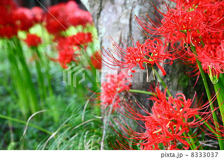 Lycoris radiata Lycoris radiata 8333037