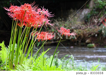 Lycoris radiata Lycoris radiata 8333038