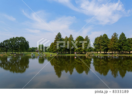 舎人公園のラクウショウの林と湖面に映える景観 8333189