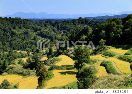 稲刈り前の棚田　 8333192