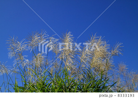 ススキ　 8333193