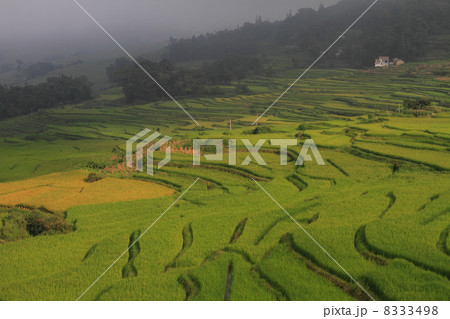 棚田風景（中国 雲南省 元陽 箐口梯田景区） 8333498