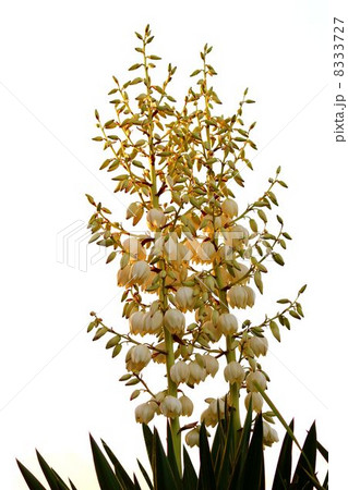 夕陽をうけるユッカ 8333727