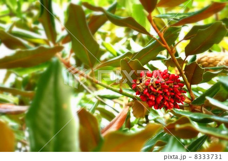 タイサンボクの種子 8333731