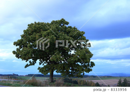 セブンスターの木 セブンスターの木 8333956