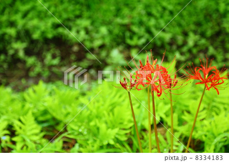 Lycoris radiata in Waterway 8334183