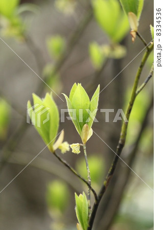 新芽 8334536